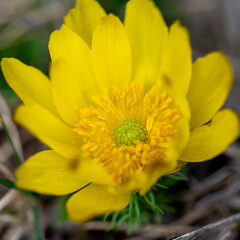 yellow flower on green background