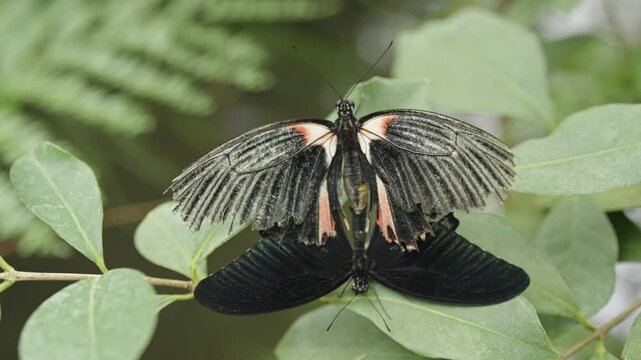 Butterfly mating