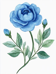 Blue  spring flower isolated on white background
