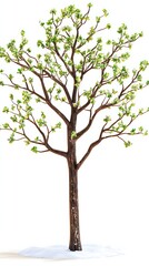 Obraz premium Spring Tree Isolated Against White Background