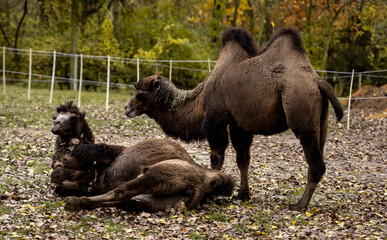 Bactrian Camels Enjoy Life On Farm