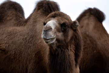 Close-Up Portrait Captures Majestic Two-Humped Camel In Detail