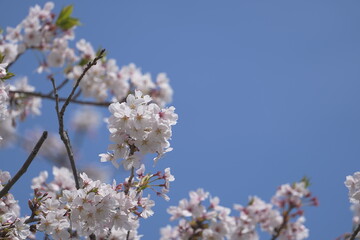 Beautiful cherry blossom in spring