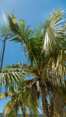 Obraz premium Palmera tropical de las playas latinas