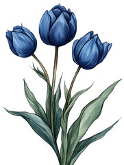 Blue  spring flower isolated on white background
