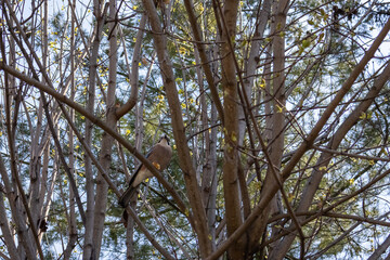 A bird from the genus of jays of the Vranov family of the sparrow-like order. A small bird is sitting on a tree. The bird is known for its ability to imitate various sounds and human speech.