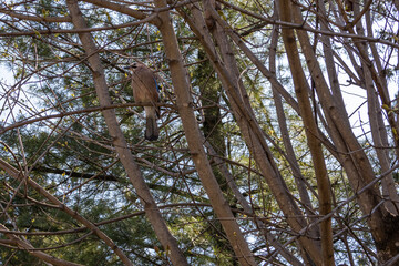 A bird from the genus of jays of the Vranov family of the sparrow-like order. A small bird is sitting on a tree. The bird is known for its ability to imitate various sounds and human speech.