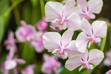 Beautiful white orchid flowers growing on flower stems in a soft bokeh background.