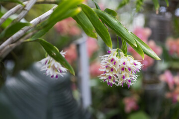Obraz premium Clusters of white-purple orchid flowers growing on flower stems in the background of orchid leaves