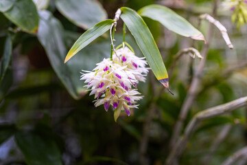 Clusters of white-purple orchid flowers growing on flower stems in the background of orchid leaves