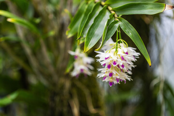 Clusters of white-purple orchid flowers growing on flower stems in the background of orchid leaves