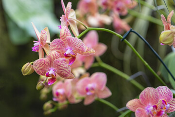 Pink and white striped orchid flowers growing on long stems in the background of a beautiful soft green bokeh.
