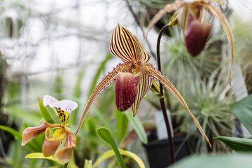 Strange flower, exotic orchid growing on a green stem in a bokeh background.