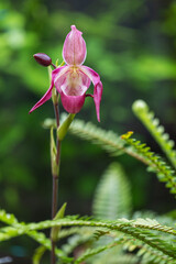 Cypripedium calceolus - pink orchid flower growing on a cabbage stem in a beautiful soft bokeh...