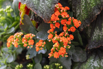 Tiny orange flowers growing among large leaves.