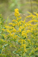 Gorgeous Meadow with Flowering Goldenrod Blooming in the Summer