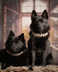 portrait of two black dogs