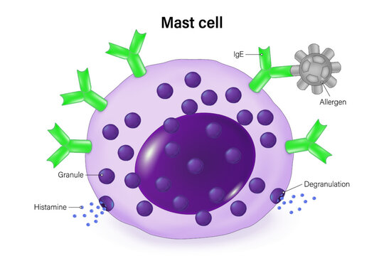 Mast cell or a mastocyte, labrocyte. Immune system.
