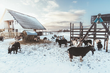 Goats at the Farm in Winter