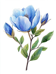 Blue  spring flower isolated on white background
