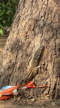 Indian palm squirrel climbing down the tree. Indian palm squirrel or three-striped palm squirrel - Funambulus palmarum - is a species of rodent in the family Sciuridae found naturally in India