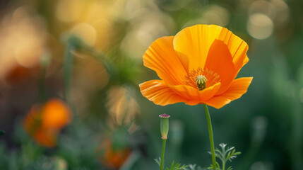 Fototapeta premium Full shot of a vibrant orange California poppy (Eschscholzia californica), delicate petals glowing in golden sunlight