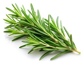 Fototapeta premium Fragrant rosemary sprig, isolated on white, a culinary and herbal remedy.