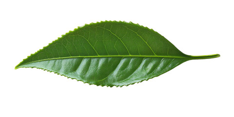 Obraz premium [Transparent Background PNG]Close-up of a single vibrant green tea leaf