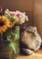 cat with flowers