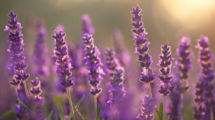Obraz premium Wide-angle shot of a field of wild lavender, aromatic purple flowers in bloom