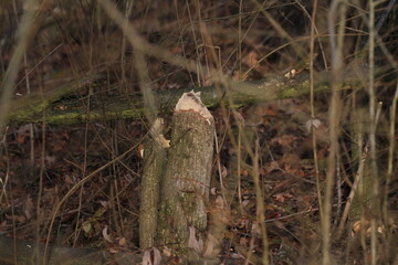 Tree gnawed through by beaver, wood chips around tree stump, illustration of beaver damage. High quality photo 

