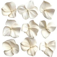 [Transparent Background PNG]Elegant Floral Wall Art Design