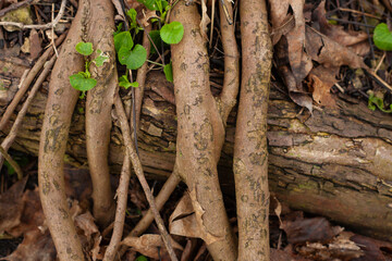 Roots or rhizomes with insect feeding traces on the surface. Natural forest floor with decaying...