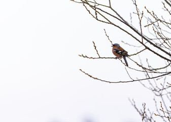 Obraz premium Male Chaffinch or 