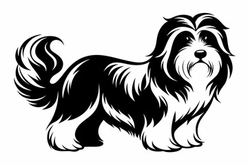 havanese line art silhouette vector illustration