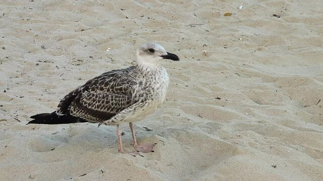 Sur une plage d&eacute;serte, dans l'apr&egrave;s-midi, une mouette solitaire b&acirc;ille avec lassitude.