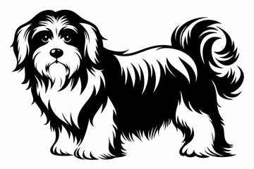 havanese line art silhouette vector illustration