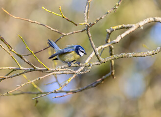 Eurasian blue tit bird "Cyanistes caeruleus" with tail cocked ready to fly from branch. Ireland