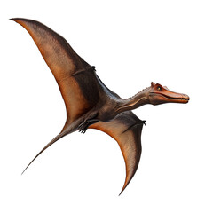 Pterodactyl in Flight against White Background