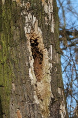 Obraz premium Woodpecker destroyed tree. Hole in a tree by woodpecker 