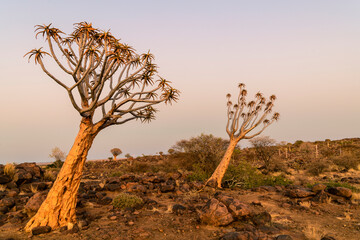 Quiver at Blue Hour,Keetmanshoop, Namibia, Africa