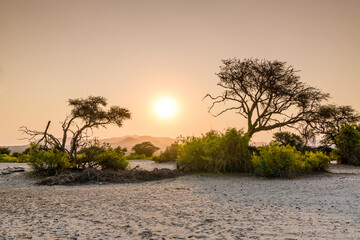 Wilderness Campsite at Purros Canyon, Trees against Sunset, Namibia