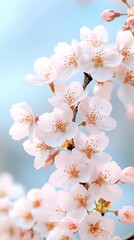 Delicate cherry blossoms in bloom against a soft blue background, symbolizing beauty and the arrival of spring.