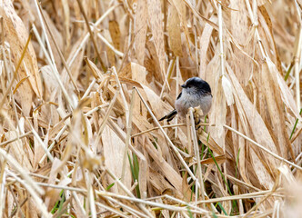 Long-tailed tit bird 