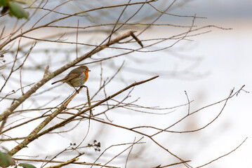 European robin "Erithacus rubecula" perched on narrow branch on cold winter day. Colorful songbird with orange red chest feathers. Ireland