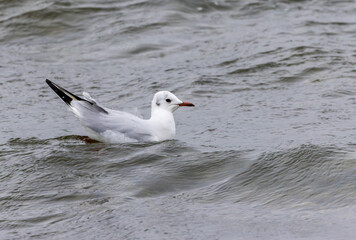 Black-headed gull 