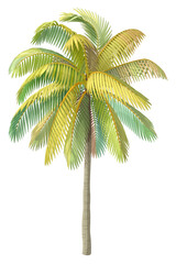 vector palm tree. Clip art isolated on transparent background.