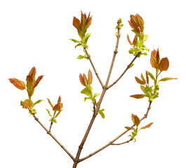 Young leaves on tree twig