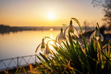 Schneegl&ouml;ckchen am Ufer vom S&uuml;&szlig;en See bei Sonnenuntergang