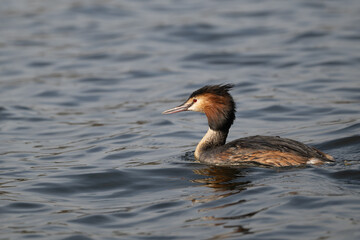 Great Crested Grebe, Podiceps cristatus, swimming on a lake